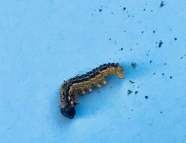 Гусенице обрстиле шимшир